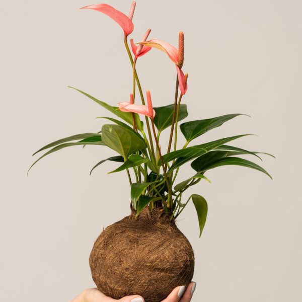 Kokedama Anturio